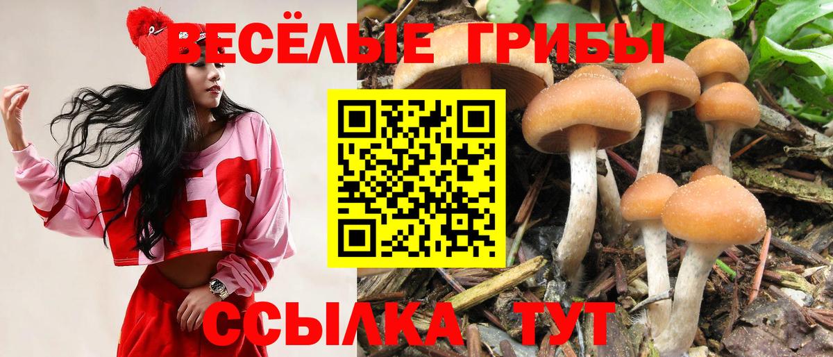 Псилоцибиновые грибы Cubensis Кохма